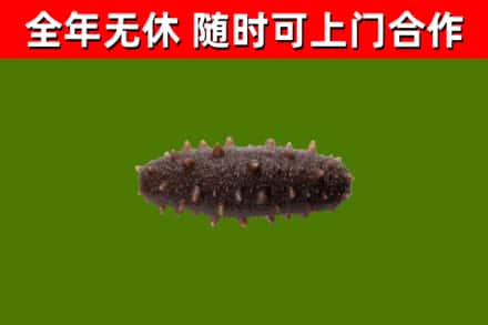 阜康市烟酒回收干海参.jpg